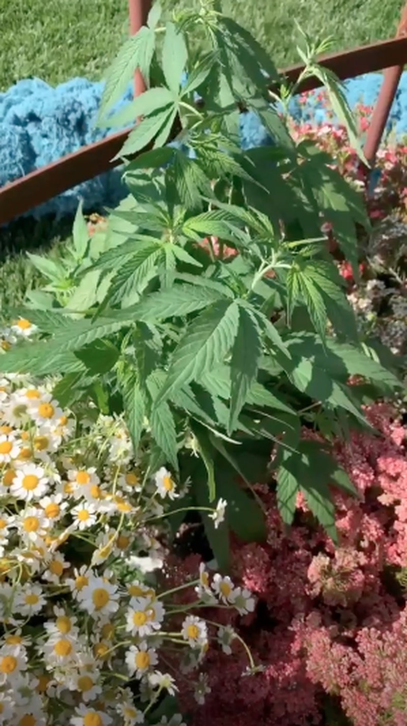 Kim Kardashian har CBD-babyshower Kim Kardashian har CBD-babyshower